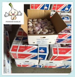 China High Quality white garlic / red garlic / purple garlic Pure White Garlic wholesale