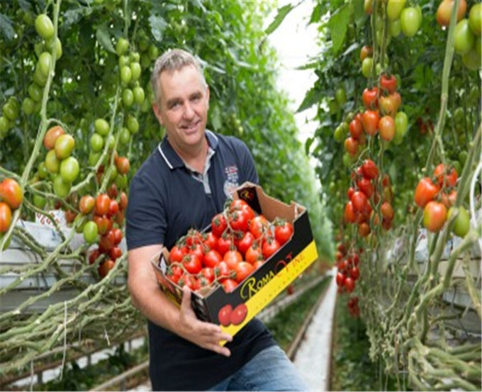 Anti Sweat Commercial Glass Greenhouse Uniform Illumination Good Draining Ability