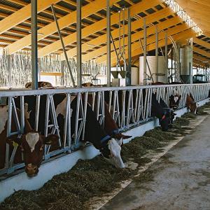 Easy Install Prefab Barns And Sheds , Metal Cattle Shed Construction