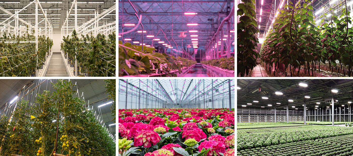 640W LED Toplighting Grow Light High Value High Efficacy Greenhouse Supplemental Lighting HPS Replacement