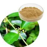 China Gymnema Extract Gymnemic acids 25%,Weight loss, reduce blood glucose and blood sugar wholesale