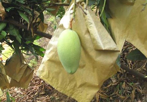 Mango/Pear/Guava/Pear growing bag machine/Universal fruit growing bag machine