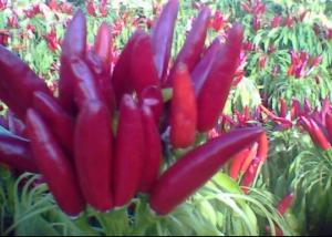 China Round Red Chili Peppers Rich In Vitamin C wholesale