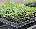 Professional Germination Growing starter grow tray seed trays cells seed
