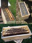 Bee Hive Equipment Queen Rearing Nuc Box Langstroth Beehive