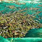 Olive Netting,Olive Falling Nets,Olive Collect Netting
