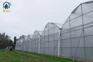 China Steel Frame Agricultural Multi Span Greenhouse For Year Round Crop Production wholesale