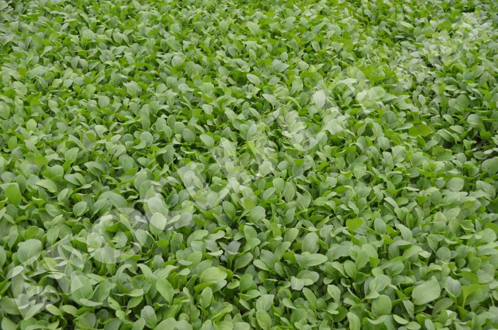 Blue Color Vacuum Cooling for Vegetables and Fruits Video Outgoing-Inspection Provide
