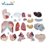 PVC Human Torso Model 85cm Tri - Sex Torso 21 Parts For Teaching Demonstration