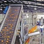SUS316 Industrial Fruit Juice Processing Line Automatic Citrus Jam Making