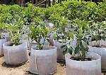 Waterproof Agriculture Non Woven Fabric Roll 4% UV Treated Weed Control
