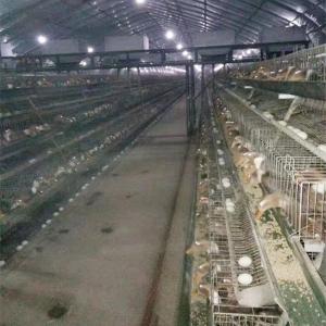 China Duck Farming Battery Type Cage , Automatic Duck Farming Cages For Sale wholesale