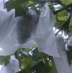 3.2m Agricultural 150gsm Fabric Fruit Protection Bags