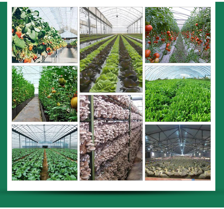 High Yield Hydroponic Greenhouse for Tomatoes Vegetables and Flowers in Any Season