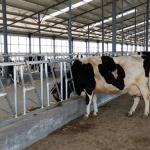 Anti Corrosion Thickness 3mm Cow Head Lock Dairy Feeding Equipment