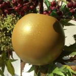 Pearl Color Metallic Powder Coat Resources Saving Environmental Protection