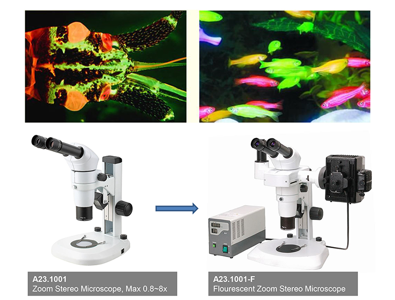 A23.1001-F Flourescent Stereoscopic Zoom Microscope Wf15x