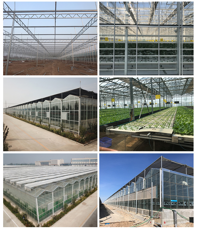 LITAI Greenhouse end Hot-dip Galvanized Steel Planting Greenhouse with Glass Material