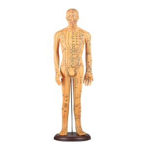 China Chinese Acupuncture Body Model Acupoint 50cm Acupuncture Meridian Model wholesale