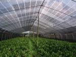 High Speed Raschel Knitting Machine , Greenhouse Agriculture Vegetable Net
