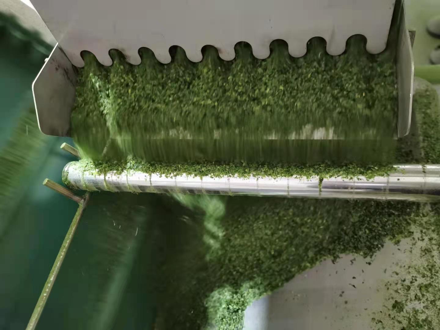 Hot Dried Aonori Flakes Green Leaves for Irresistible Philippine Seaweed Snacks