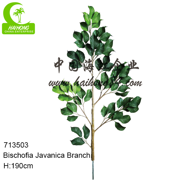 FAKE BISCHOFIA JAVANICA BRANCH