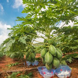 papaya enzyme powder 1000TU/MG Protease manufacturers enzyme preparations have