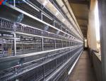 Automatic Broiler Chicken Farming Equipment H Type Chicken Steel Cage