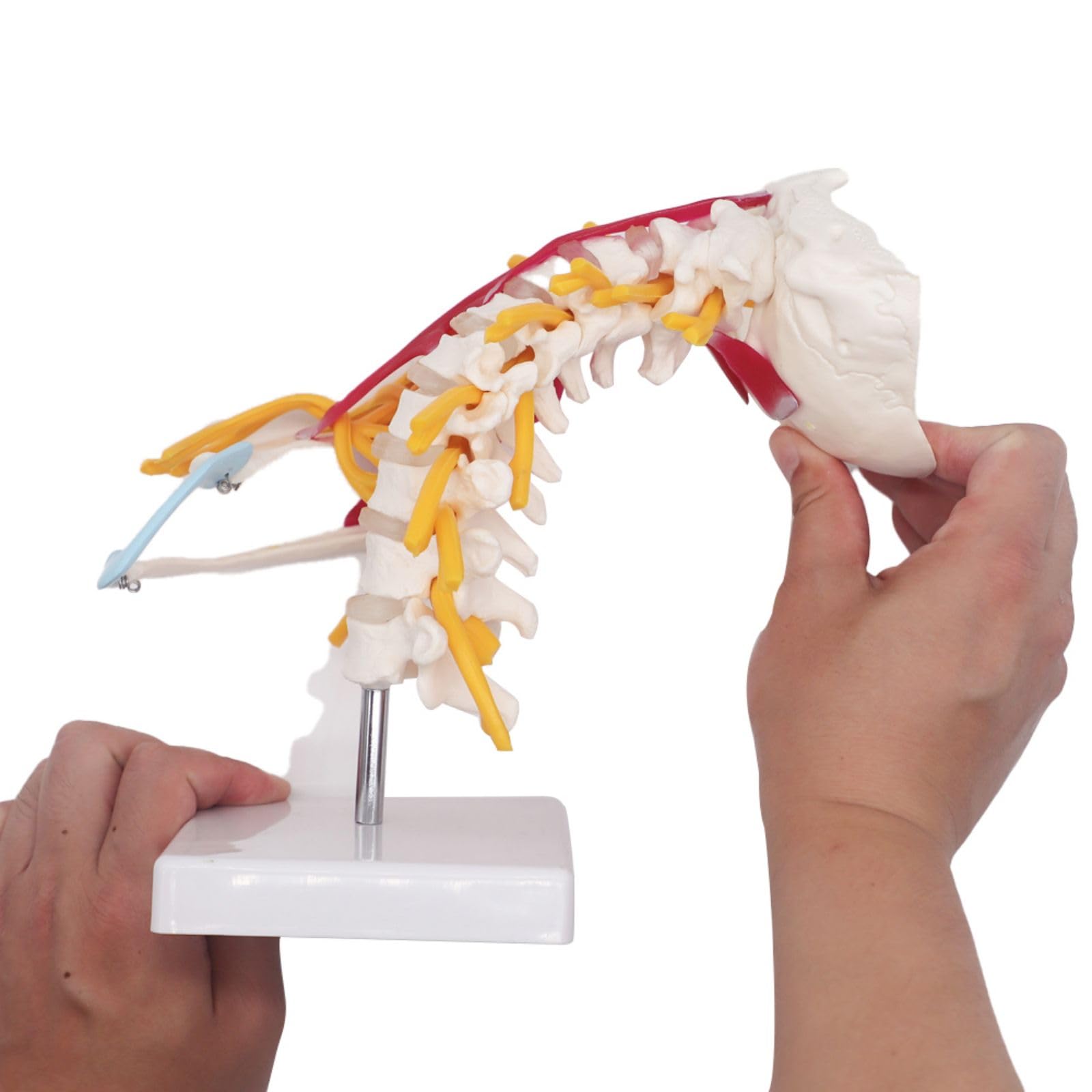 Nerves Lumbar Cervical Vertebra Model For Study Display Teaching
