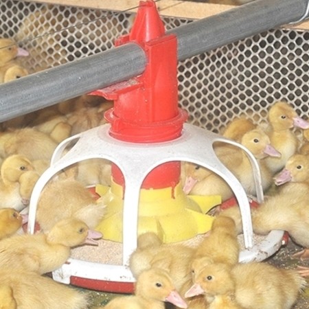 430mm Dia Polypropylene Pan Feeder Poultry Farm Equipment