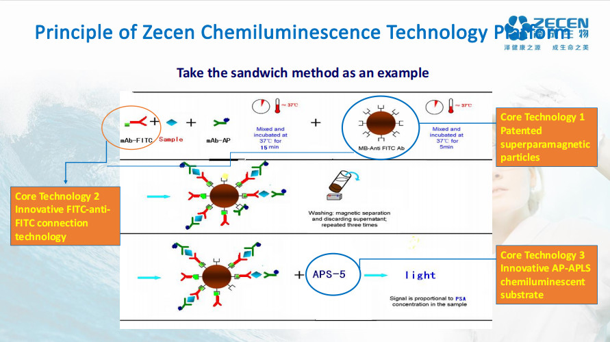 SHBG Reagent Automatic Chemiluminescence Immunoassay System Sex Hormone Binding Protein Reagents For Lab Assay Kits