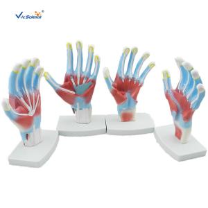 China Laboratory Educational Anatomy Models Palm Model VIC-325 wholesale