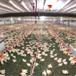 Automatic Feeder Chickens Odm Poultry Feed Line