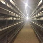 Rigid Q235 Steel Baby Chick Cage Multi Doors High Performance For Farm