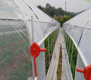 China Galvanized Steel Pipe Single Span Side Ventilation Plastic Film Tomato Greenhouse wholesale
