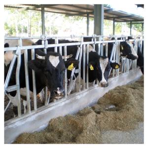 China Selflocking Panel Cow Head Lock Cattle Farm Machinery Equipment wholesale