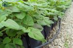 Greenhouse Hydroponic Planting Trough PP Roll For Fresh Cut Flowers Rose