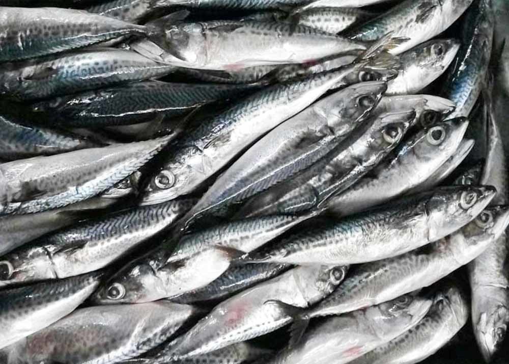 Fresh Frozen Seafood Pacific Makerel Fish Iso Trachurus Trachurus