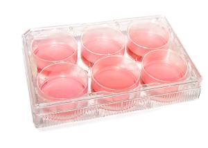 China Gamma Irradiation Tissue 6 Well Cell Culture Plate Microbiology wholesale