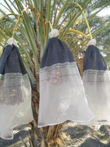 China White Jujube Date Collecting Net Bags For Morroco Anti UV HDPE Mesh Bags wholesale
