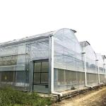 Agriculture Plastic Film Polytunnel Multi-span Strawberry Greenhouse