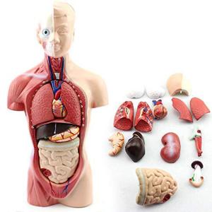 China 3d 26cm Mini 15 Parts ODM Human Body Torso Model wholesale