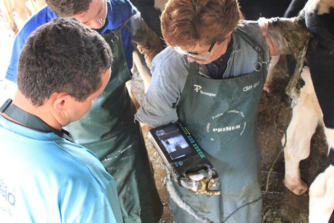 Good Image Portable Veterinary Ultrasound Scanner For Horse Cow Dog Cat Bird