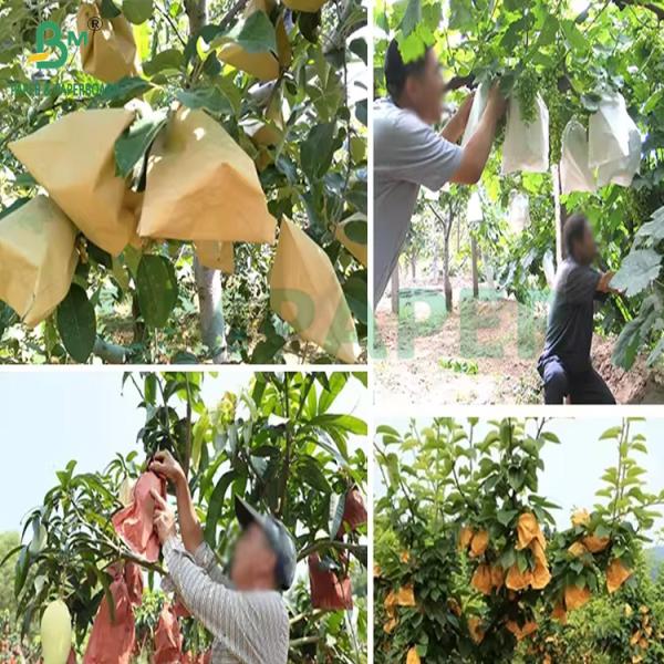 54g 56g Single Or Double Layer Mango Fruit Growing Protection Cover Bag Paper 54g 56g Single Or Double Layer Mango Fruit Growing Protection Cover Bag Paper