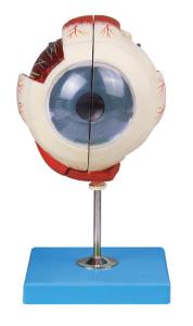China Two parts eyeball anatomy eye model demonstration eye structure wholesale