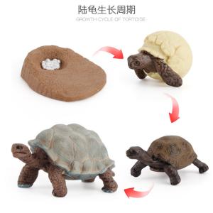 China Tortoise Life Cycle Figure Model Toy For Boys Girls Kids wholesale