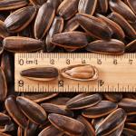 Wholesale Nutrition Food Roasted Caramel Flavor Sunflower Seeds High Quality