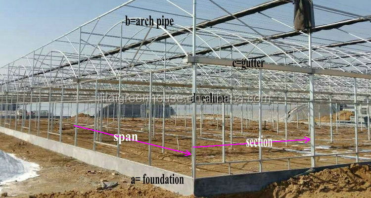 Customized Size Film Covered Poultry Farm Greenhouse Length 30-100m with Film Cover