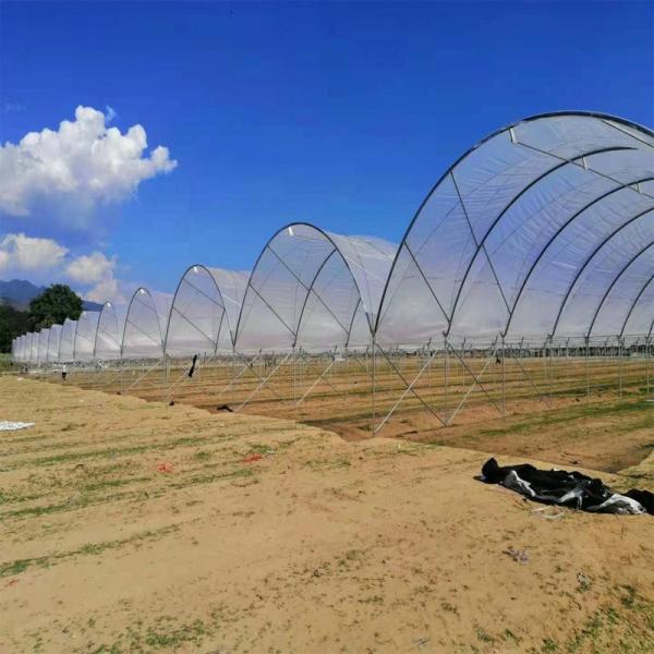 Blueberry Strawberry Flower Low Cost Farming Tunnel Agricultural Greenhouses