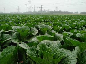 China Cruciferous Organic Green Cabbage , No Putrefaction Healthy Cabbage wholesale